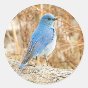 Beautiful Mountain Bluebird Runder Aufkleber