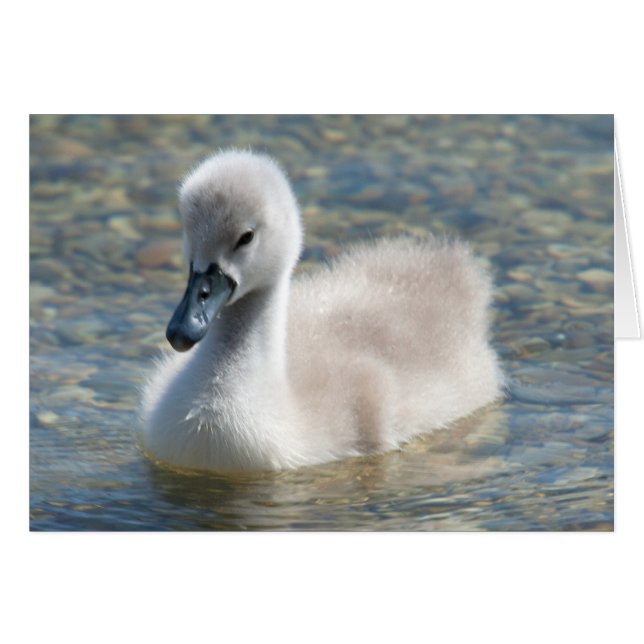 Beautiful Mute Swan Duckling (Vorderseite (Horizontal))