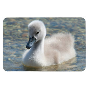 Beautiful Mute Swan Duckling Magnet