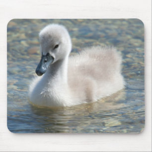 Beautiful Mute Swan Duckling Mousepad