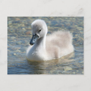 Beautiful Mute Swan Duckling Postkarte