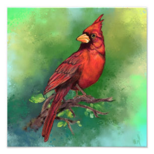 Beautiful Northern Red Kardinal Bird Foto Print