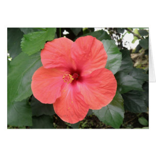 Beautiful Orange Hibisken Blume Custom Card