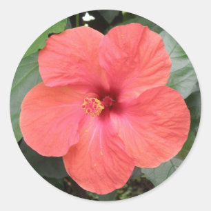 Beautiful Orange Hibiskus Blume Sticker