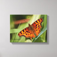 Beautiful Orange Satyr Comma Butterfly