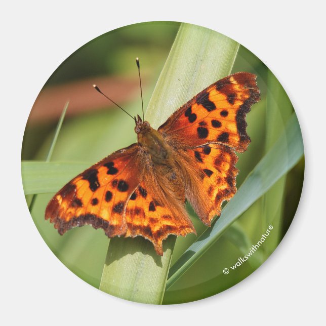 Beautiful Orange Satyr Comma Butterfly Magnet (Vorne)