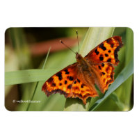 Beautiful Orange Satyr Comma Butterfly