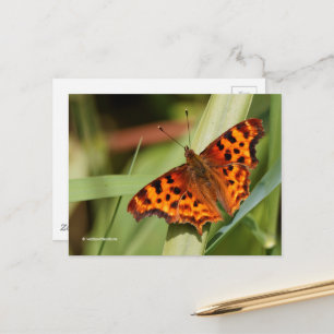 Beautiful Orange Satyr Comma Butterfly Postkarte