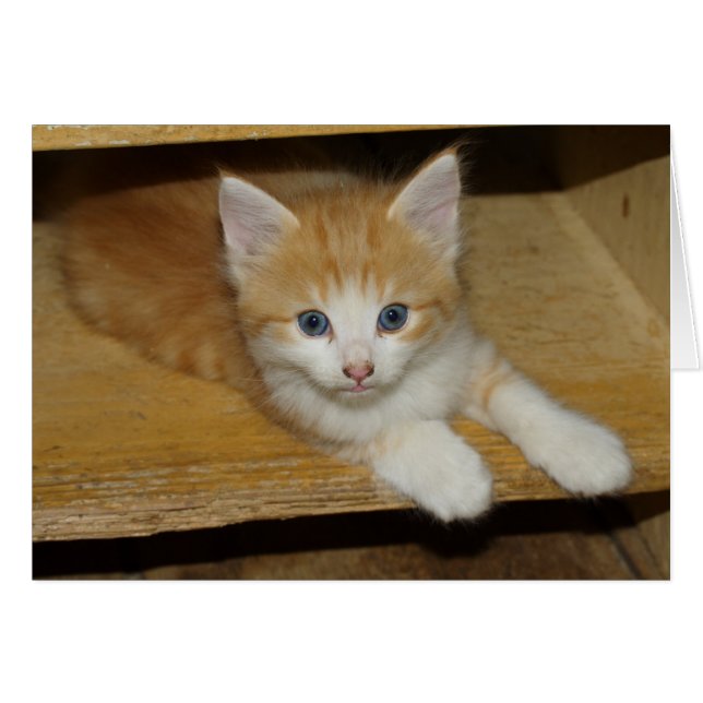 Beautiful Orange Tabby Kitten (Vorderseite (Horizontal))