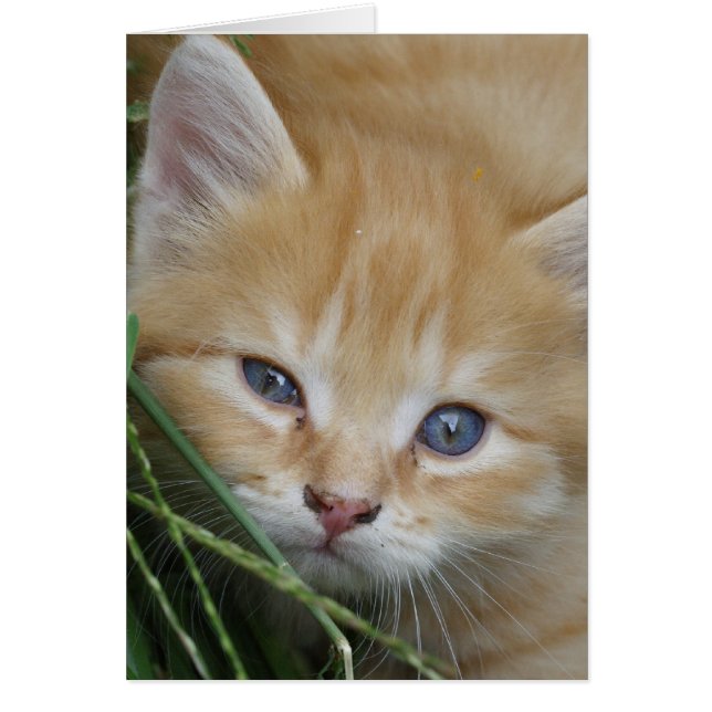 Beautiful Orange Tabby Kitten (Vorne)