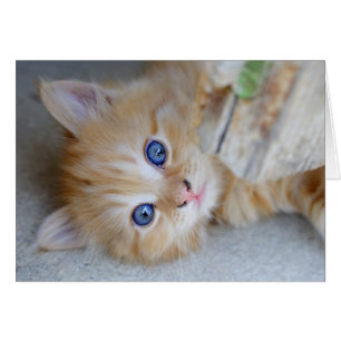 Beautiful Orange Tabby Kitten