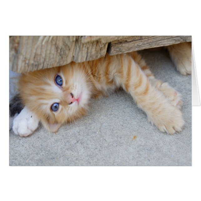 Beautiful Orange Tabby Kitten (Vorderseite (Horizontal))