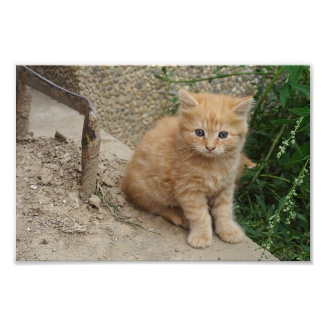 Beautiful Orange Tabby Kitten Fotodruck (Vorne)