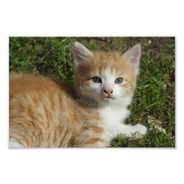 Beautiful Orange Tabby Kitten Fotodruck (Vorne)