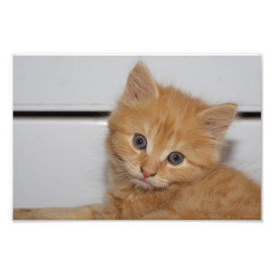 Beautiful Orange Tabby Kitten Fotodruck