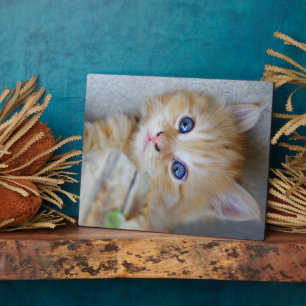 Beautiful Orange Tabby Kitten Fotoplatte