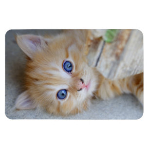 Beautiful Orange Tabby Kitten Magnet