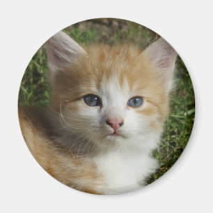 Beautiful Orange Tabby Kitten Magnet