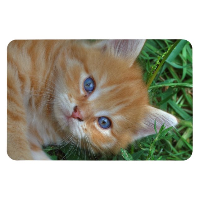 Beautiful Orange Tabby Kitten Magnet (Horizontal)