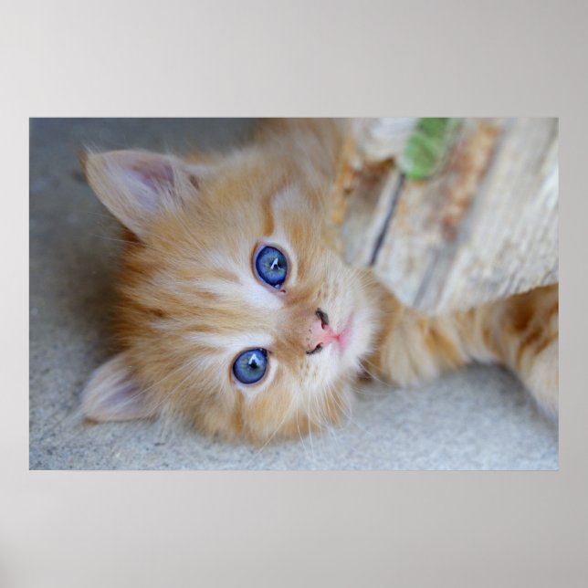 Beautiful Orange Tabby Kitten Poster (Vorne)