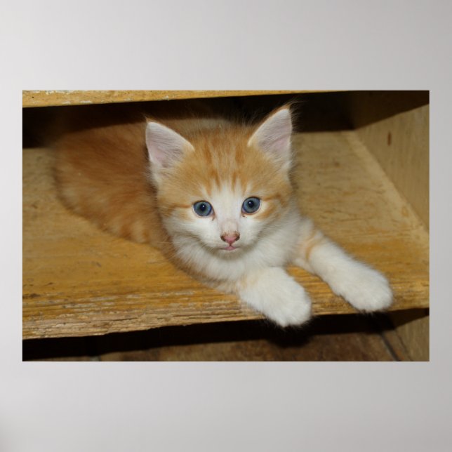 Beautiful Orange Tabby Kitten Poster (Vorne)