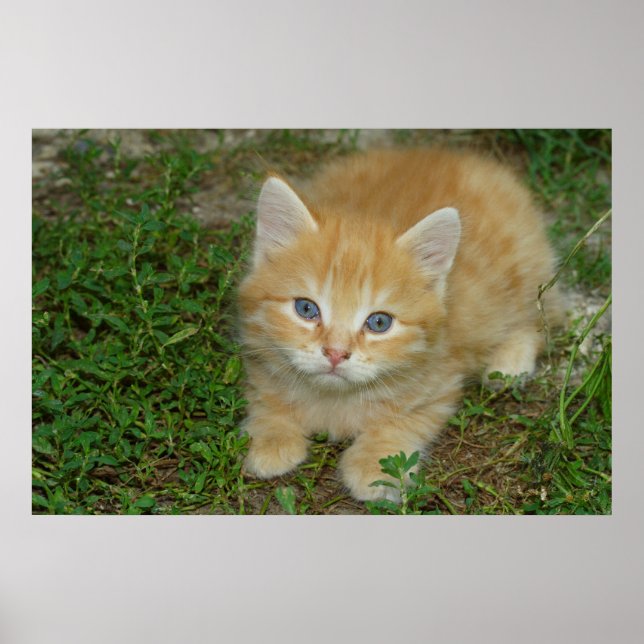 Beautiful Orange Tabby Kitten Poster (Vorne)