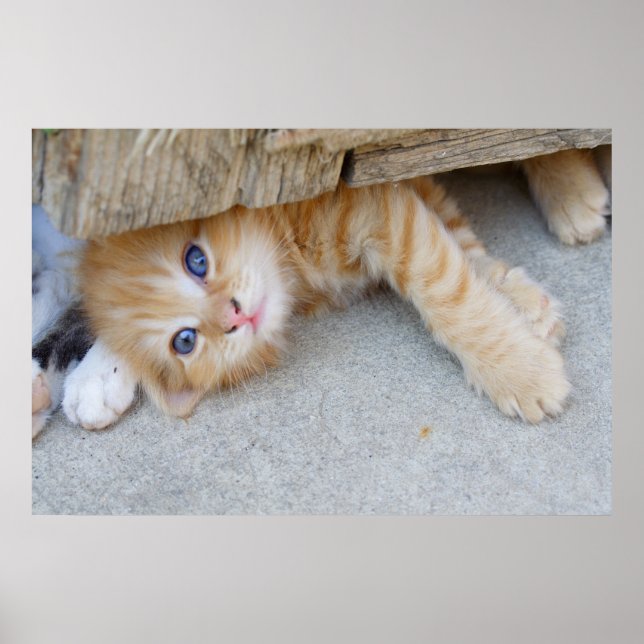 Beautiful Orange Tabby Kitten Poster (Vorne)