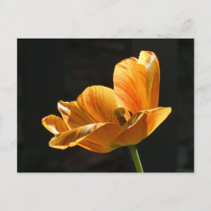 Beautiful Orange Tulip Nahe up DIY Postcard Feiertagspostkarte