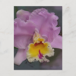 Beautiful Orchid Postkarte
