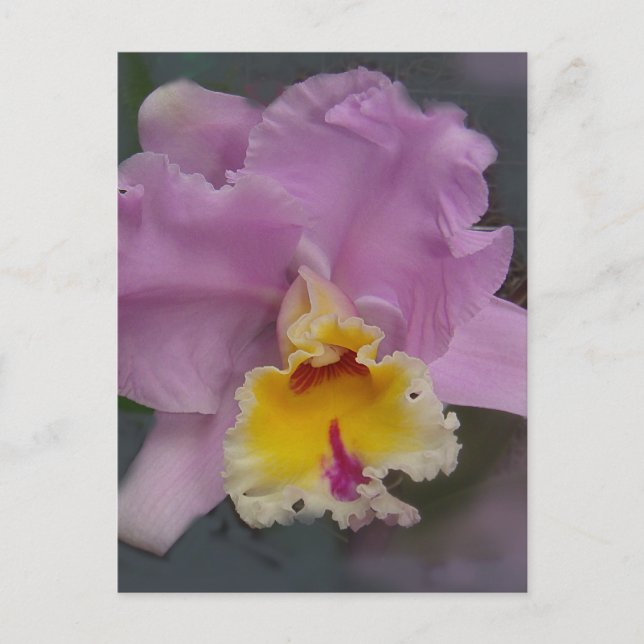 Beautiful Orchid Postkarte (Vorderseite)