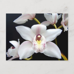 Beautiful Orchid Postkarte