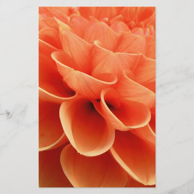 Beautiful Peach Cfarbred Dahlia Blume Petals (Vorderseite)
