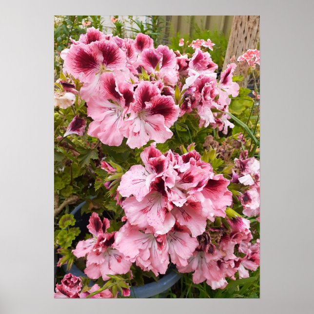 Beautiful Peach Pelargonium Flower Garden Poster (Vorne)