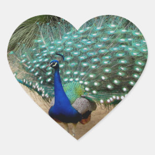 Beautiful Peacock Herz-Aufkleber