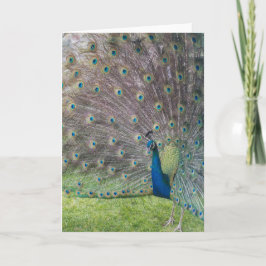 Beautiful Peacock Karte