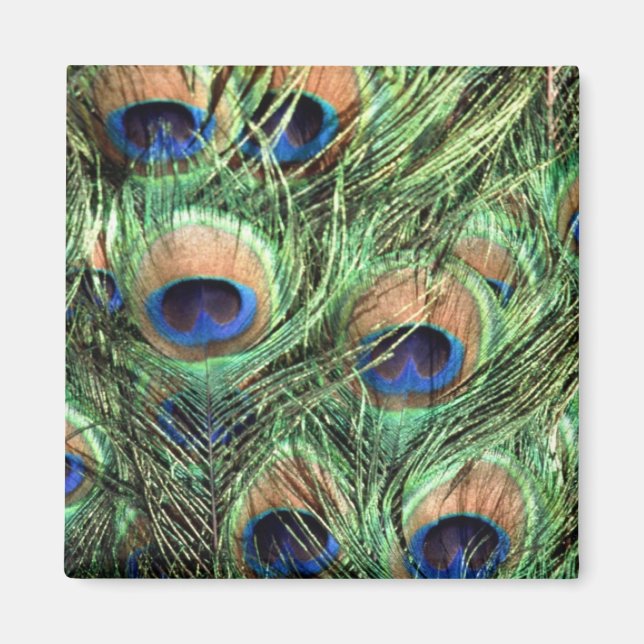 Beautiful Peacock Magnet (Vorne)