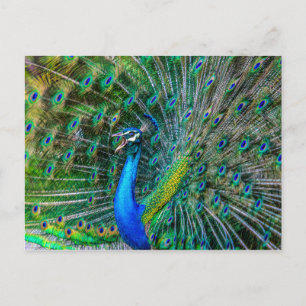 Beautiful Peacock mit seinem Schwanz Feathers Open Postkarte