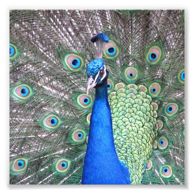Beautiful Peacock Photo Fotodruck (Vorne)