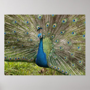 Beautiful Peacock Poster