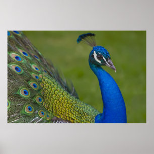 Beautiful Peacock Poster