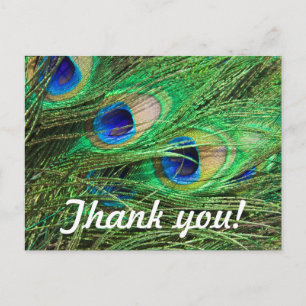 Beautiful Peacock Postkarte