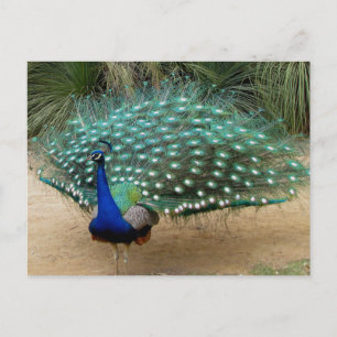 Beautiful Peacock Postkarte