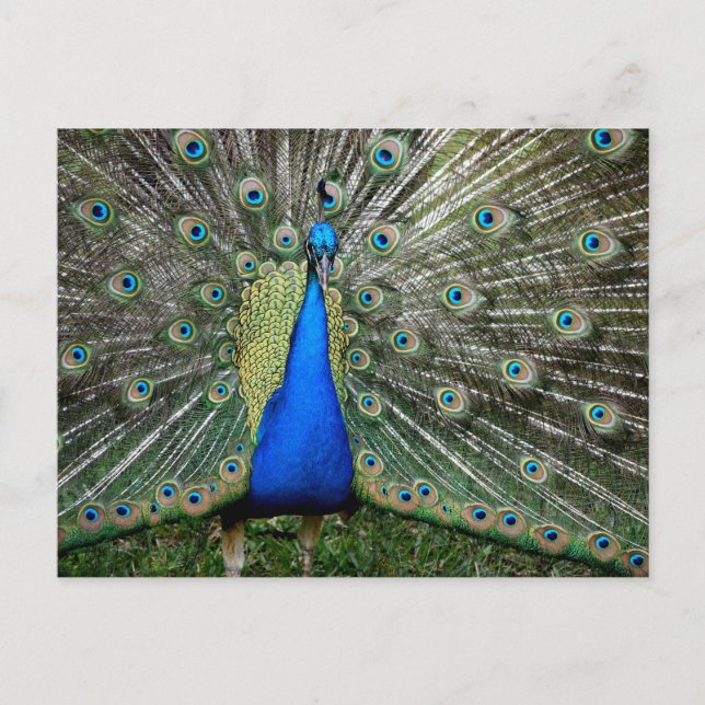 Beautiful Peacock Profile Postkarte (Vorderseite)