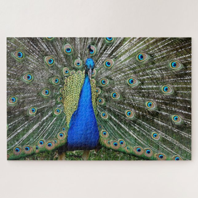 Beautiful Peacock Profile Puzzle (Horizontal)