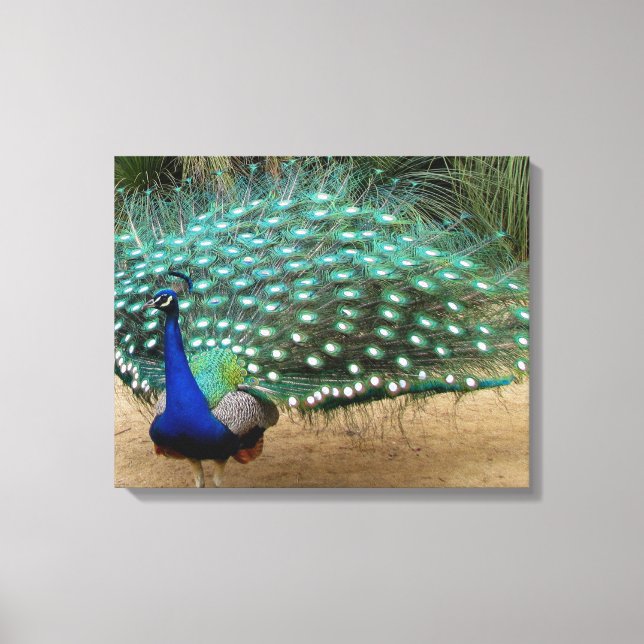 Beautiful Peacock Stretched Canvas Print Leinwanddruck (Vorderseite)