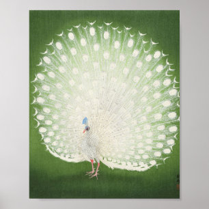 Beautiful Peacock Vintag Poster