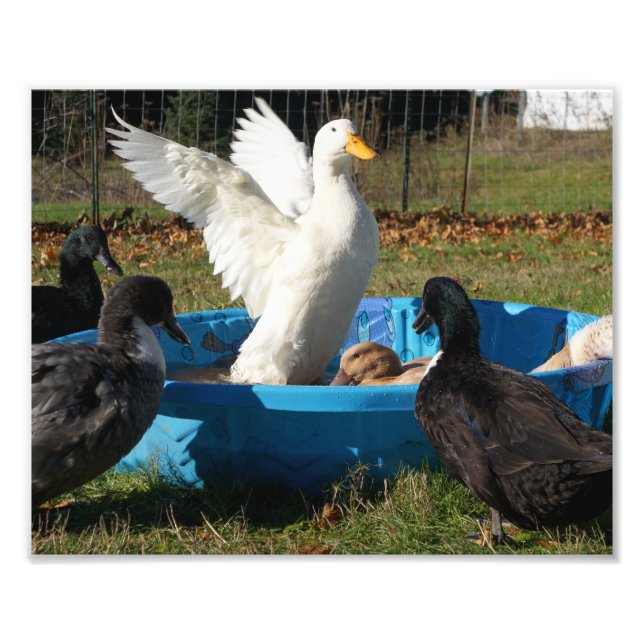 Beautiful Pekin Duck Fotodruck (Vorne)