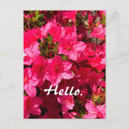 Beautiful Pink Azaleas Flowers Hello Postcards 2 Postkarte