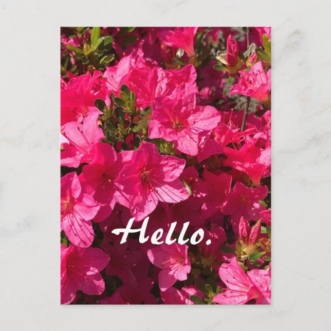 Beautiful Pink Azaleas Flowers Hello Postcards 2 Postkarte (Vorderseite)