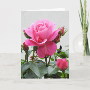 Beautiful Pink Rose Karte